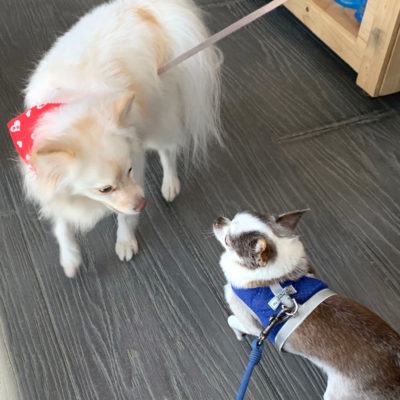 OC Chihuahua Meetup at Hala's Paws