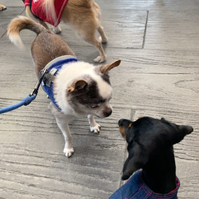 OC Chihuahua Meetup at Hala's Paws