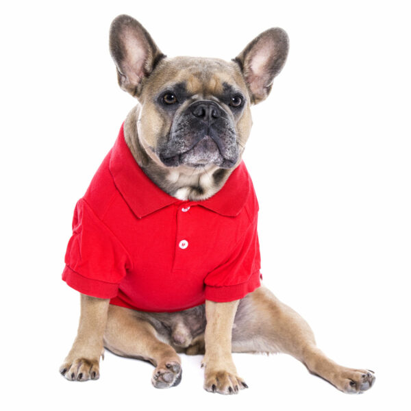 Parisian Pet Red Pollo Shirt