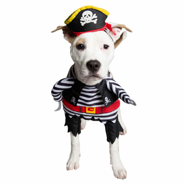 dog pirate costume