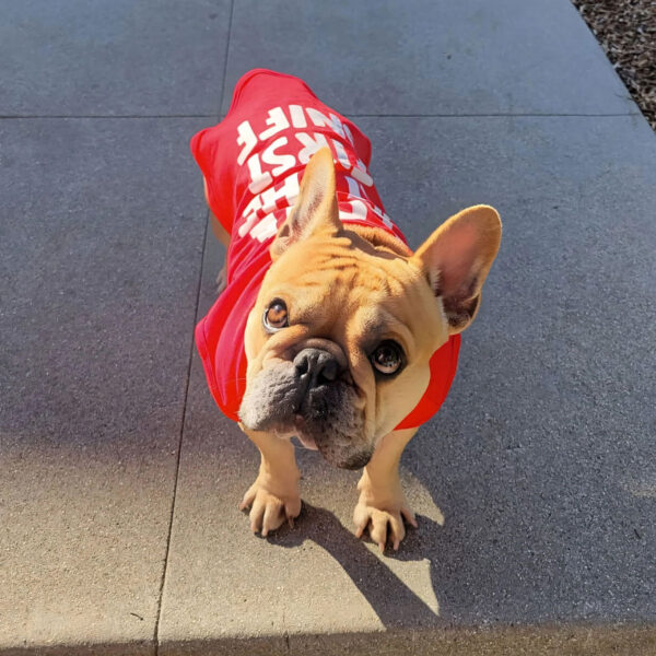 Fitwarm Valentine's Day Love at First Sniff Dog Shirt