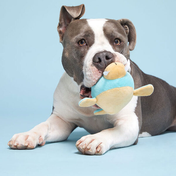 Bark Wallace Walrus Plush Dog Toy