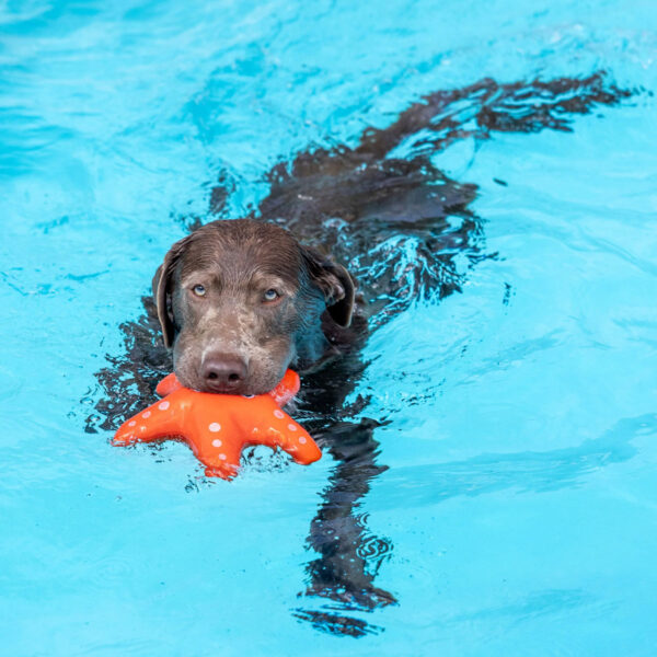 Petshop Shelly Starfish Floating Dog Toy