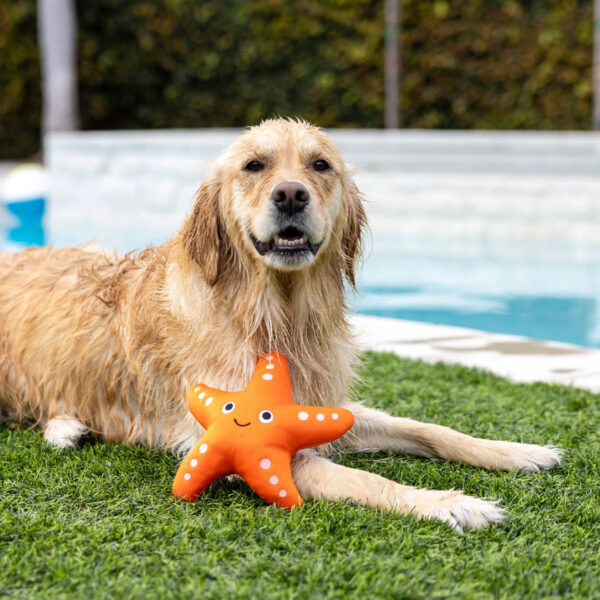 Petshop Shelly Starfish Floating Dog Toy