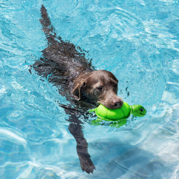 Petshop Snappy Turtle Floating Dog Toy