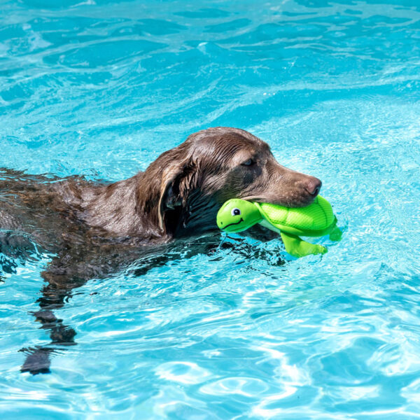 Petshop Snappy Turtle Floating Dog Toy