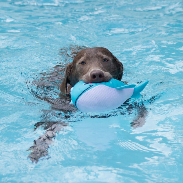 Petshop by Fringe Studio Splashy Whale Floating Dog Toy
