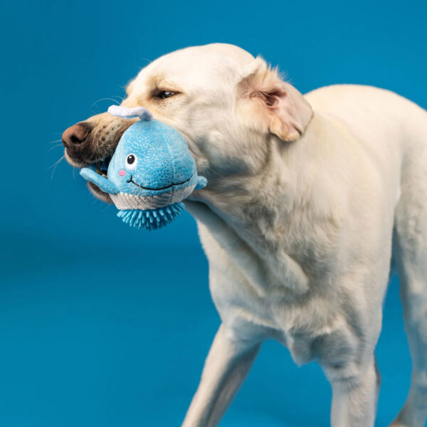 Petshop by Fringe Studio Feeling Whaley Good Whale Plush/Spikey Ball Dog Toy