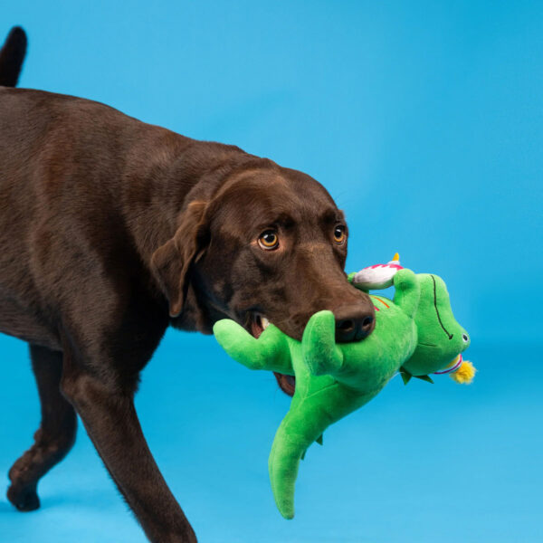 Petshop by Fringe Studio I'm How Old? Birthday Plush Dog Toy