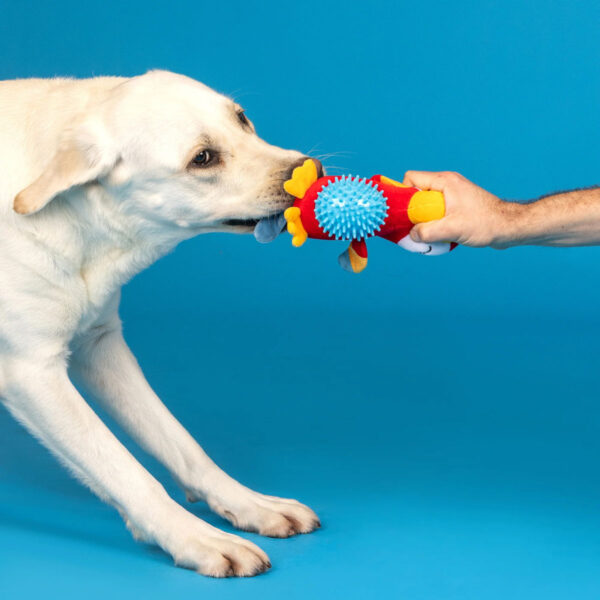 Petshop by Fringe Studio Perching Perfection Plush/Spikey Ball Dog Toy