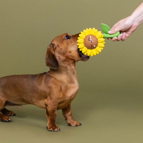 Petshop Way to Grow Sunflower Latex Dog Toy